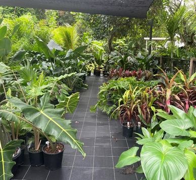 A lush plant nursery with diverse tropical plants in black pots.