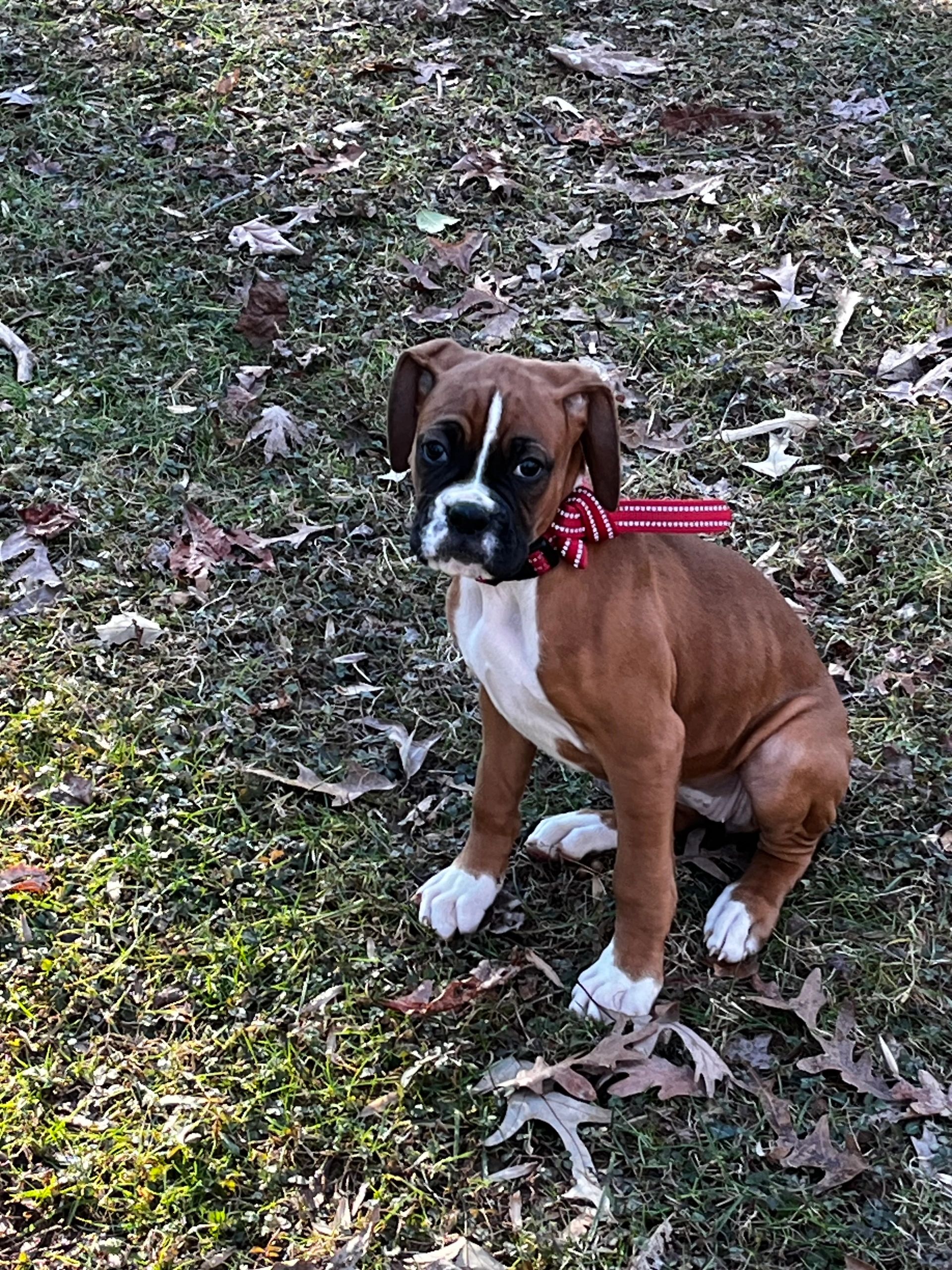 Pets of Pine Ridge: Amie, the Boxer