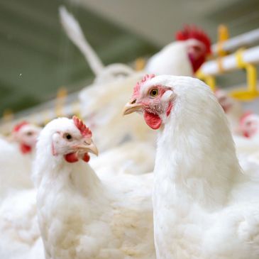Close-up of white chickens in a poultry farm.