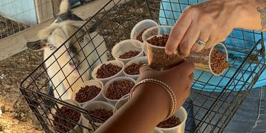 GKW kids learned love, laughter & life at Happy Hippie Club Homestead Farm animals, planting & fun!
