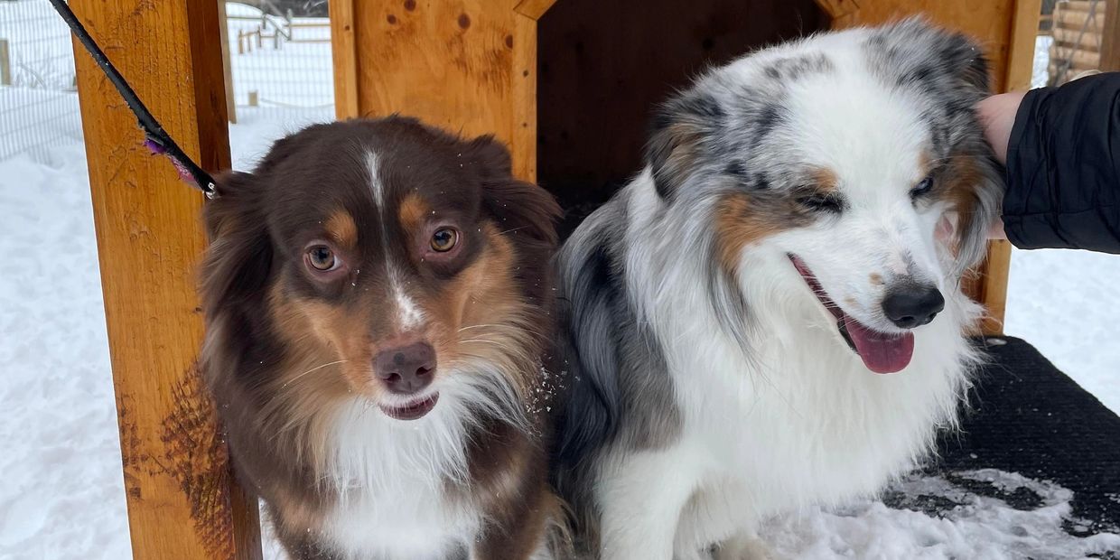 Poppy and Ocean Just 4 Paws