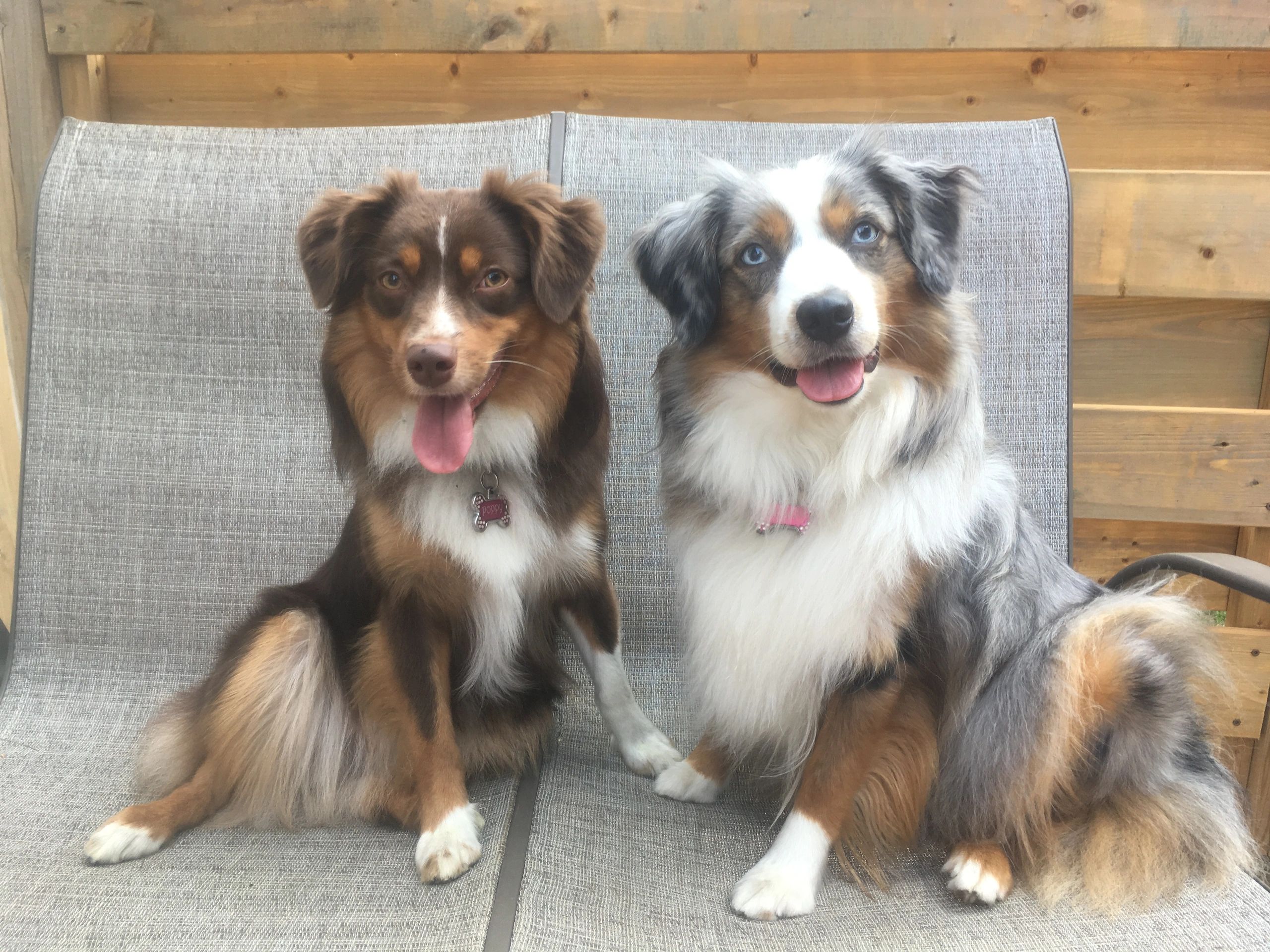 Just 4 Paws Miniature American Shepherds