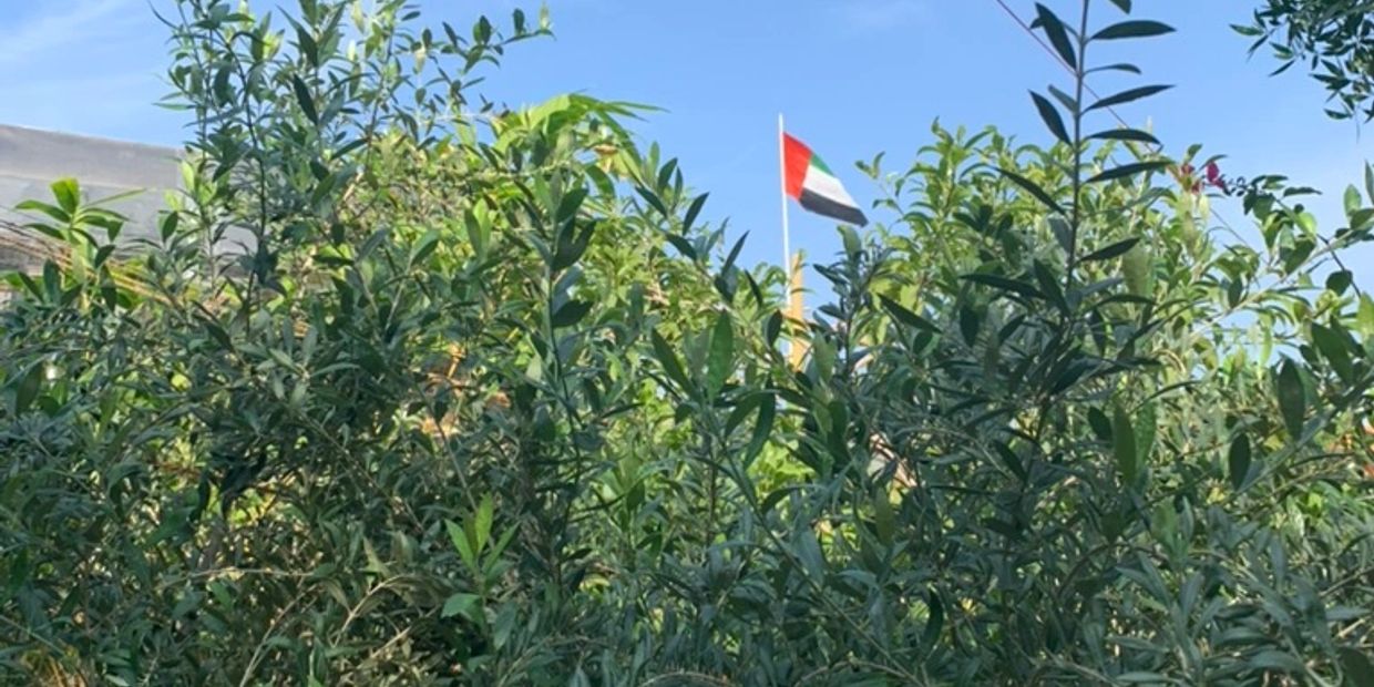 UAE flag seen above dense green foliage under a clear blue sky.