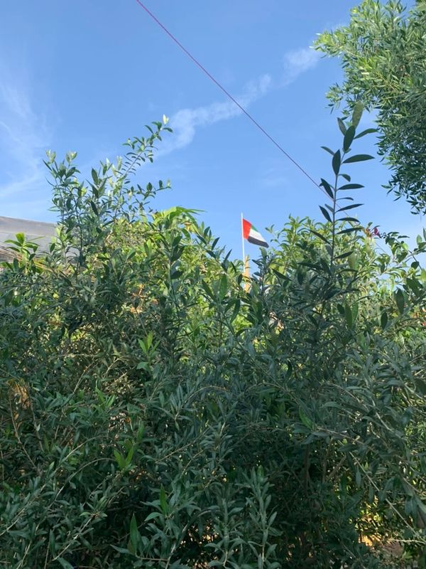 A flag flying above green bushes under a clear blue sky.