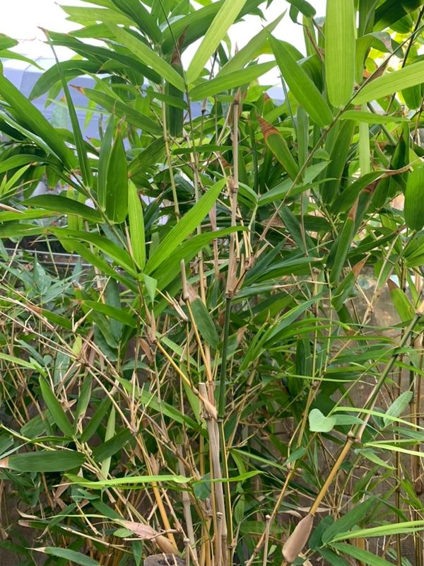 Dense green bamboo stalks with fresh leaves in a natural setting.