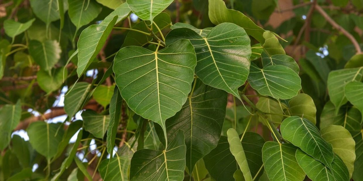 Forestification by Global Art Foundation Let's Create Our Own Forest