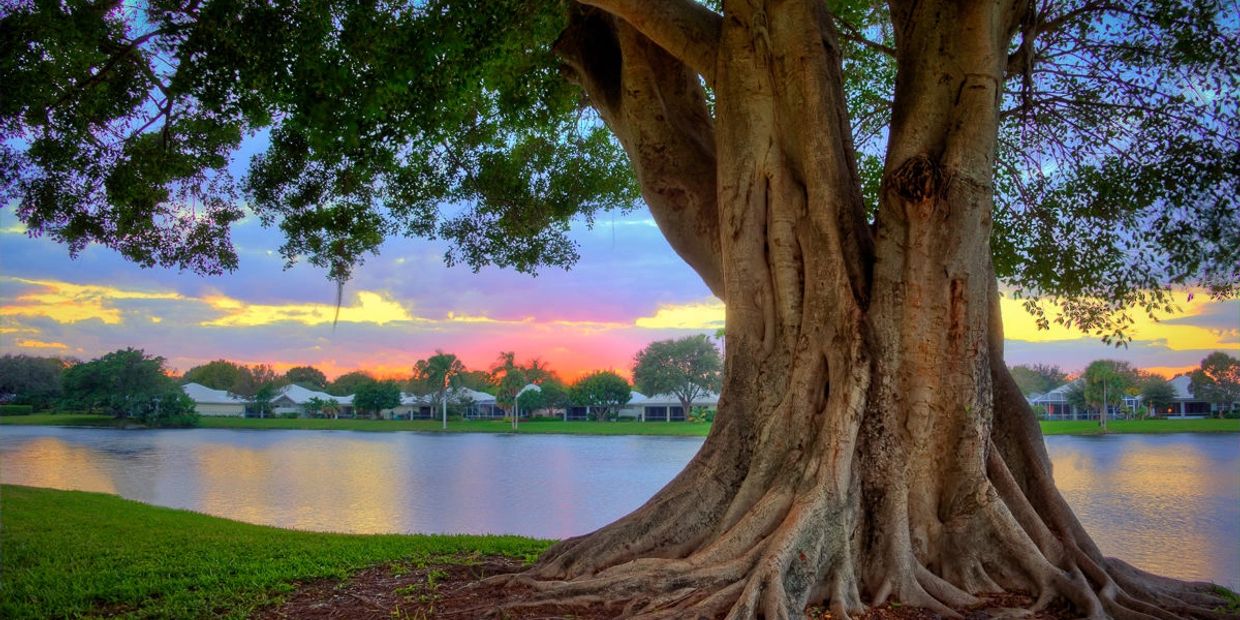 Forestification by Global Art Foundation Let's Create Our Own Forest