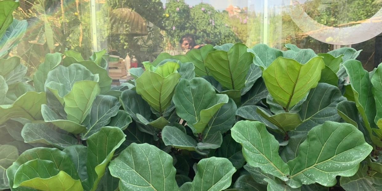 Lush green fiddle leaf fig plants growing densely indoors near a window.