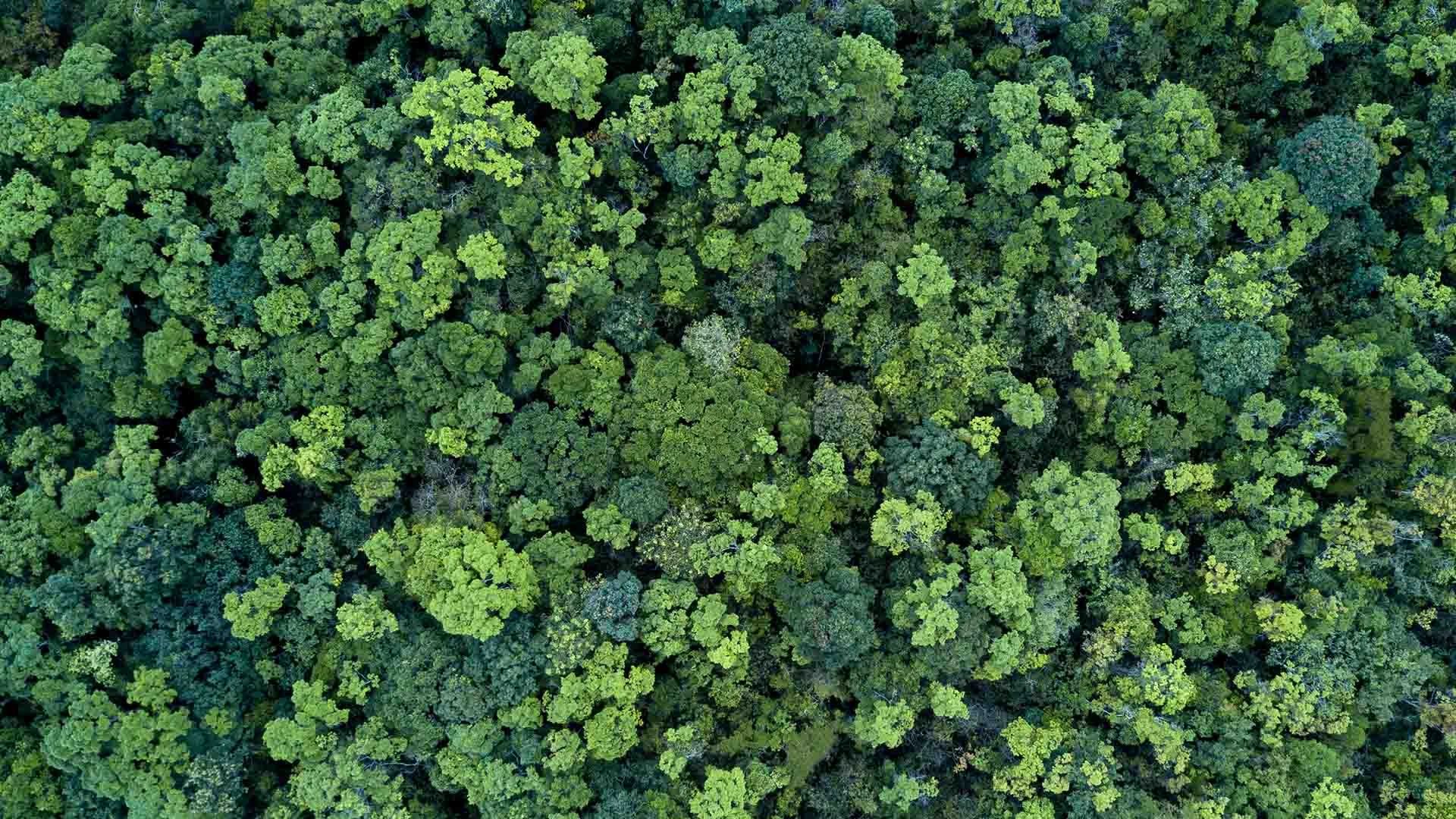 14 Reasons Why Forests Are Important Forestification