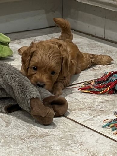 Small brown puppy lying on tiled floor with a toy.