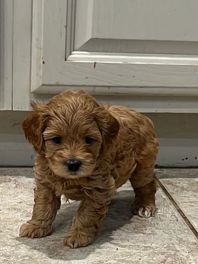 Adorable small brown puppy standing on tile floor.