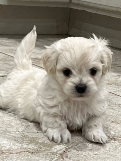 Cute fluffy white puppy laying on the floor.