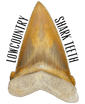 Lowcountry Shark Teeth