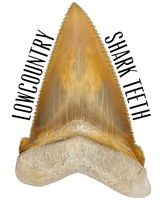 Lowcountry Shark Teeth