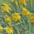 Daffodils
Oil on Canvas
Sold