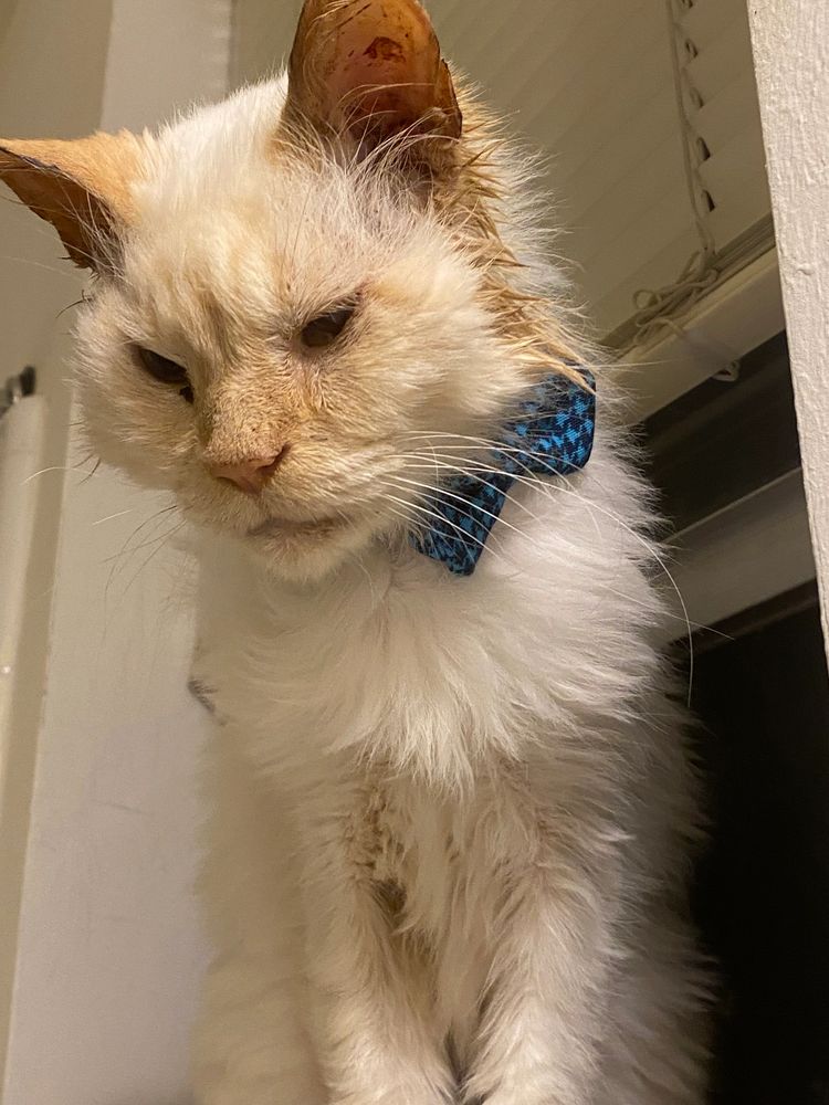 A Senior long haired domestic cat rescued by catsaroundtexas.org wearing a blue bow tie