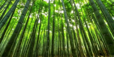 Forest of bamboo trees.