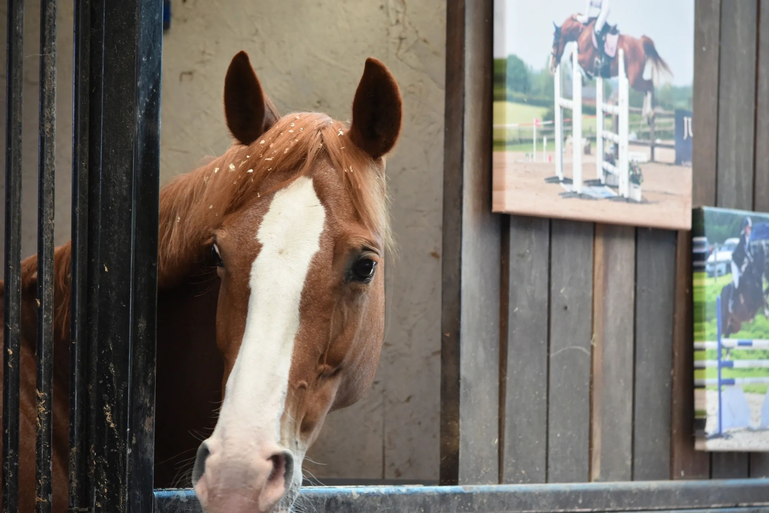 Close-up of a horse in a stable.