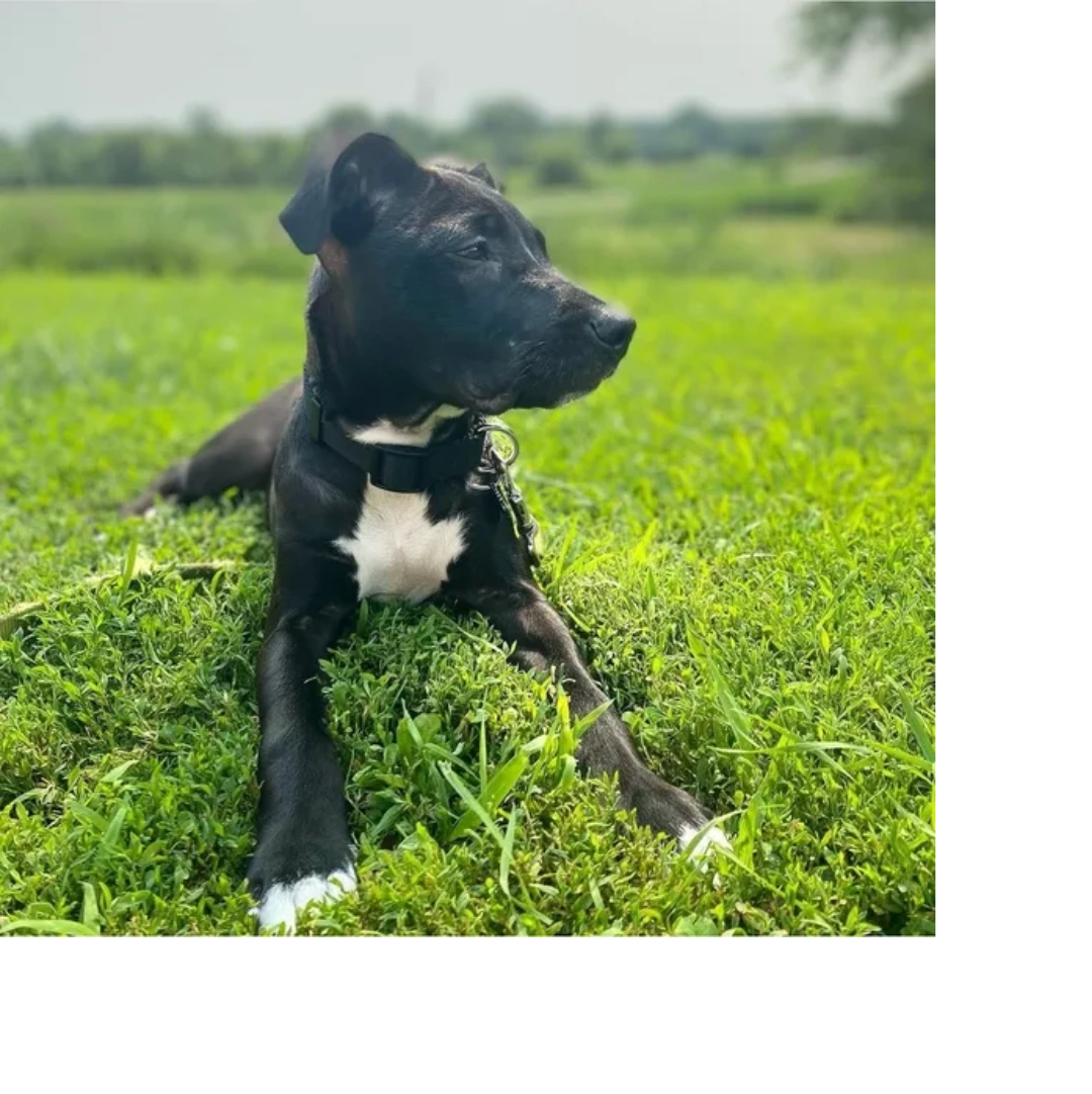 Loving Paws Animal Shelter Find Your Forever Friend