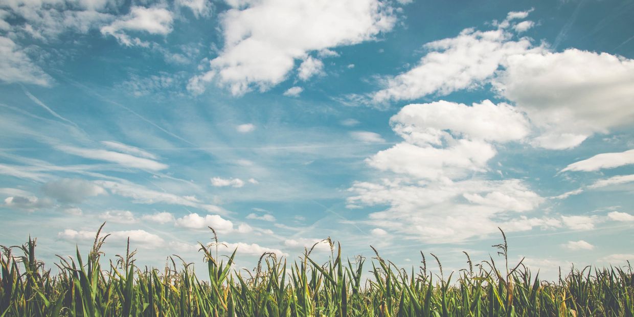 Corn Field With Big Blue Sky