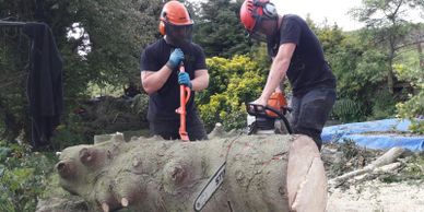 tree surgery