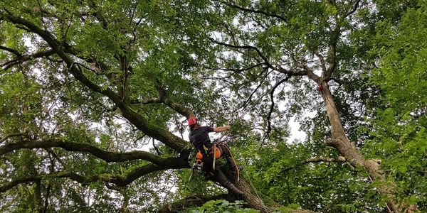 tree surgery