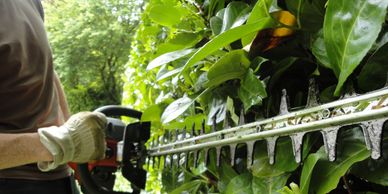 Hedge trimming