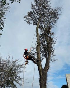 Tree surgery