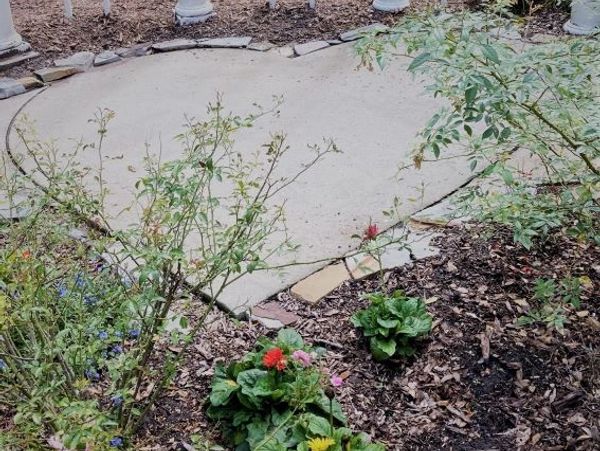 A heart in the concrete in a garden at Kanapaha Gardens Botanical Gardens.