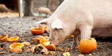 pig is eating pumpkin