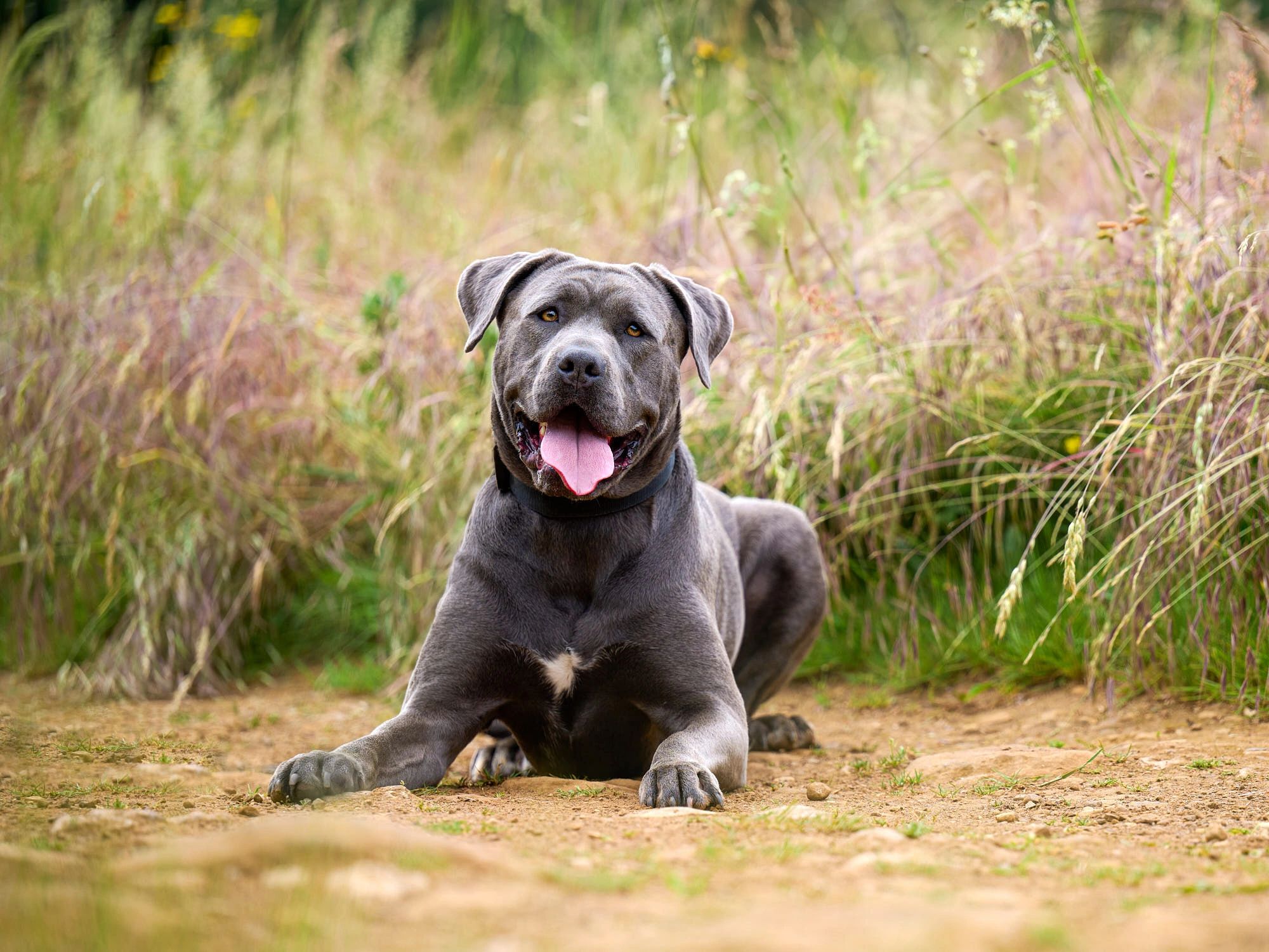 A photograph of a Cane Corso dog in Oxfordshire UK woodland