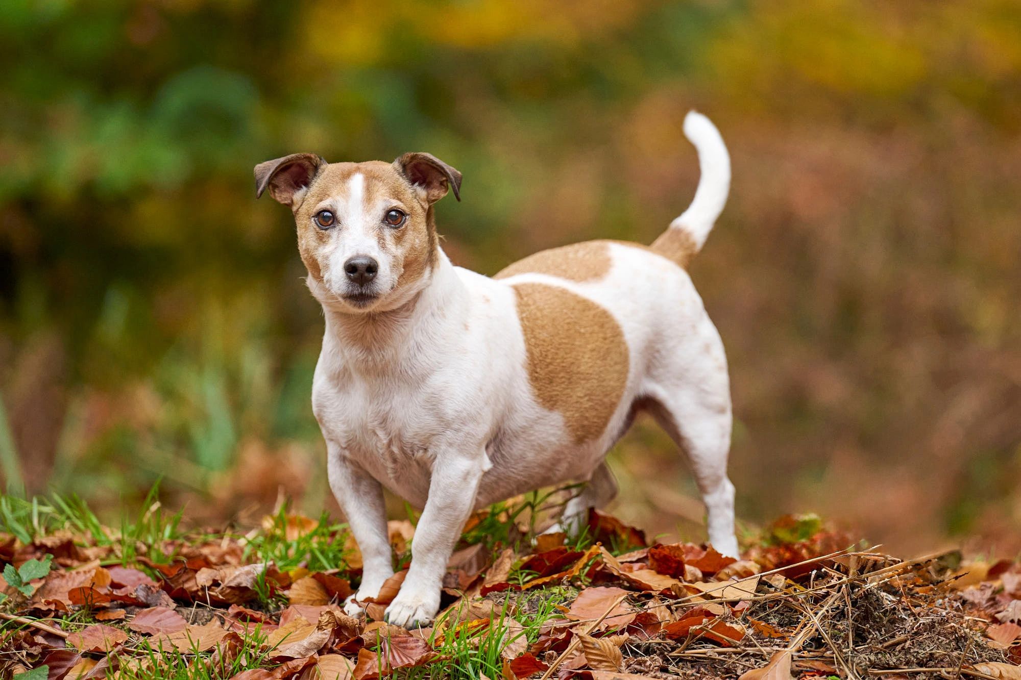 A photograph of a Jack Russell dog in Autumn woodland, Oxfordshire UK