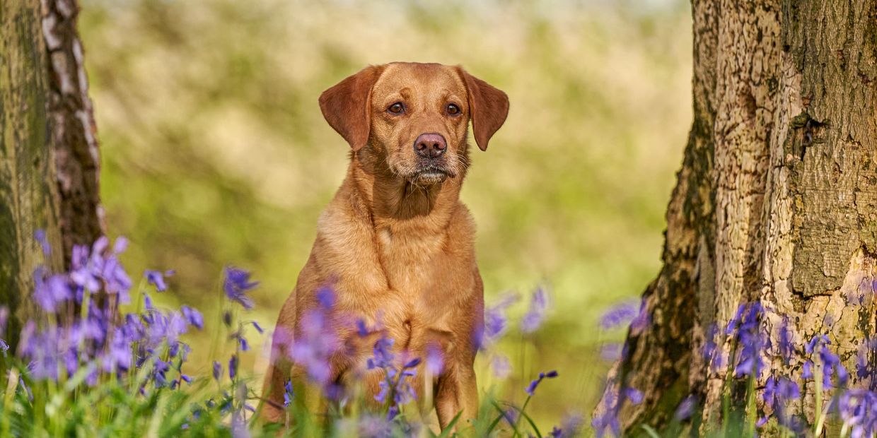 Honey red Lab in the woods