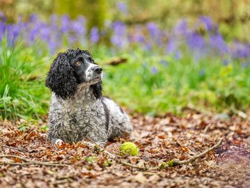 Spaniel, ball & bluebells!