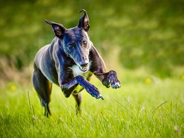 Gabby the whippet in action!