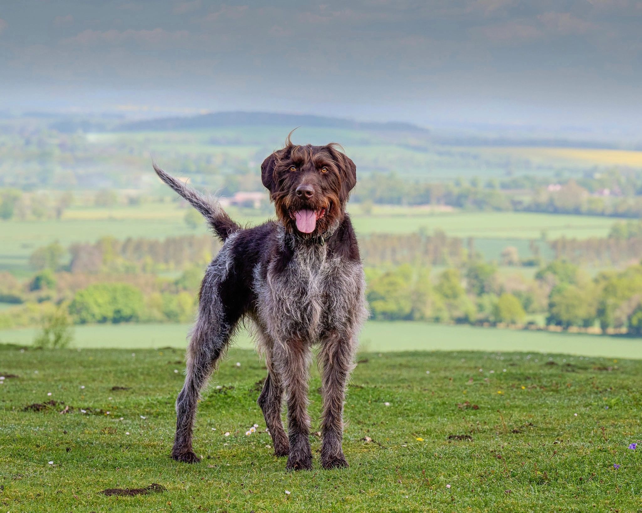 A photograph of a German wire haired Pointer on Watlington hill, Oxfordshire Uk