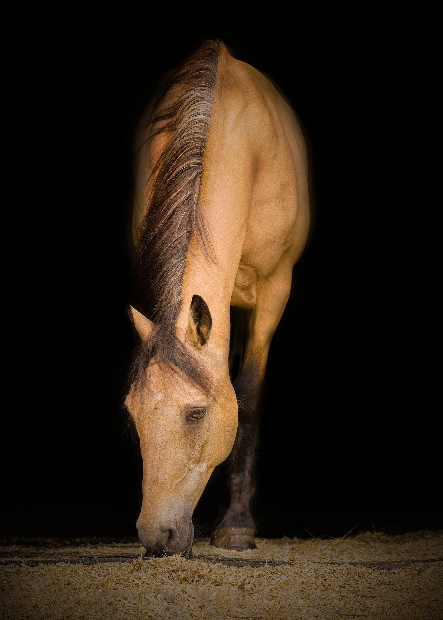 A photograph of a horse in an Oxfordshire Uk stable