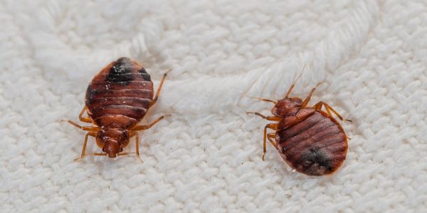 Bed Bugs