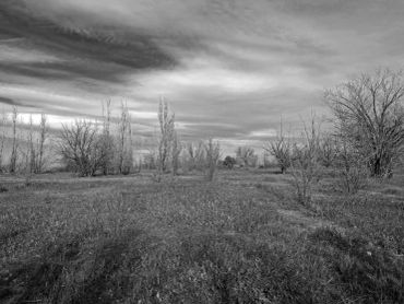 Black and white landscape with trees and cloudy sky.