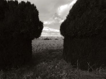 A pathway between two large bushes leads to an open field under a cloudy sky.