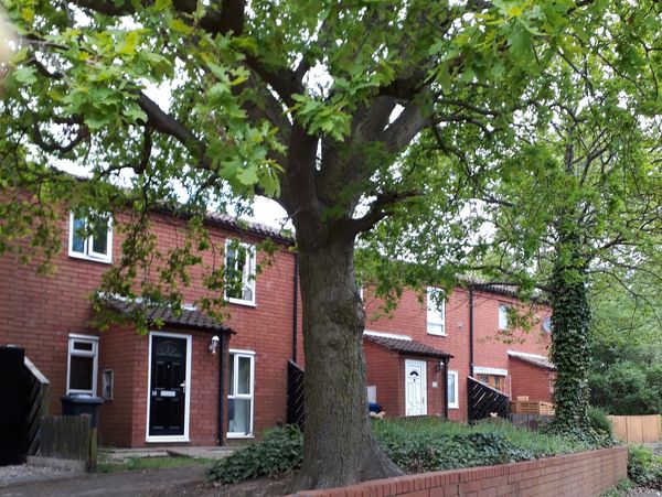 UK house made with red bricks and a big tree in the front