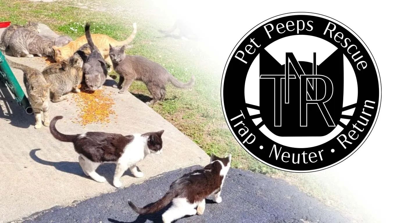 Cat Trap Depot – A donation-based humane cat trap rental program for the  Spartanburg, SC community.