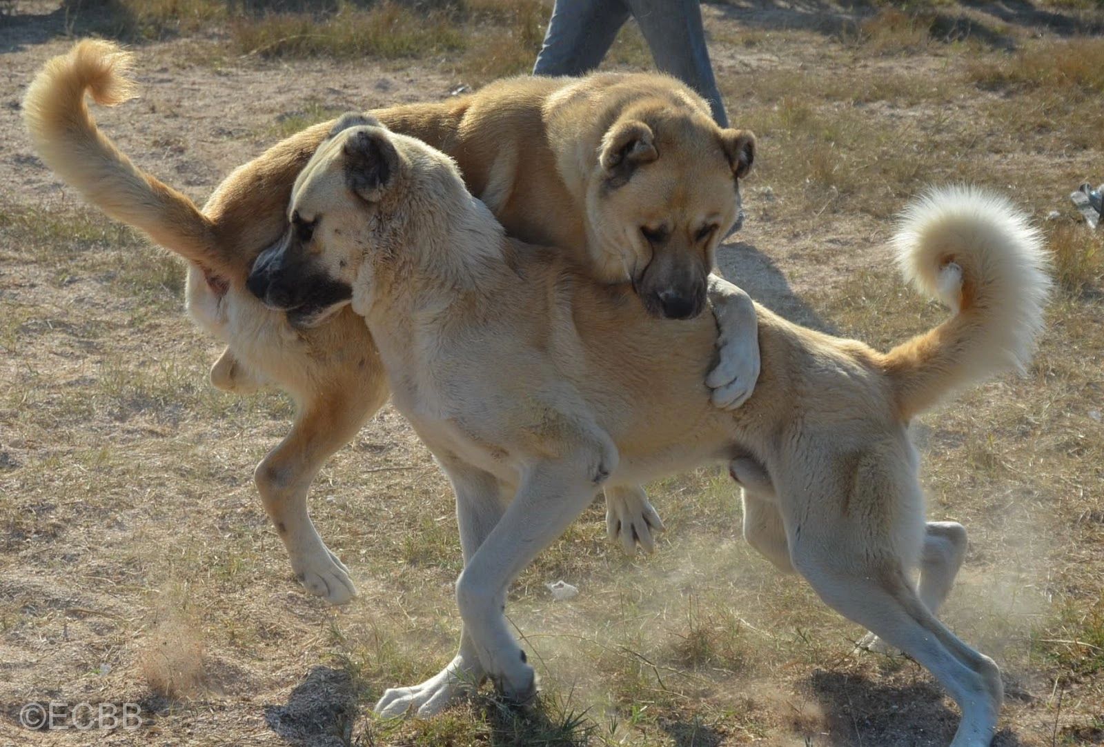 is dog fighting illegal in russia