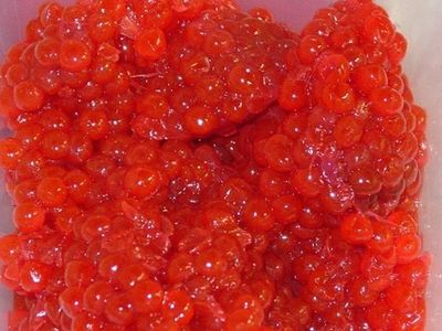 How to Cure Salmon Roe for Bait When Fishing for Salmon and