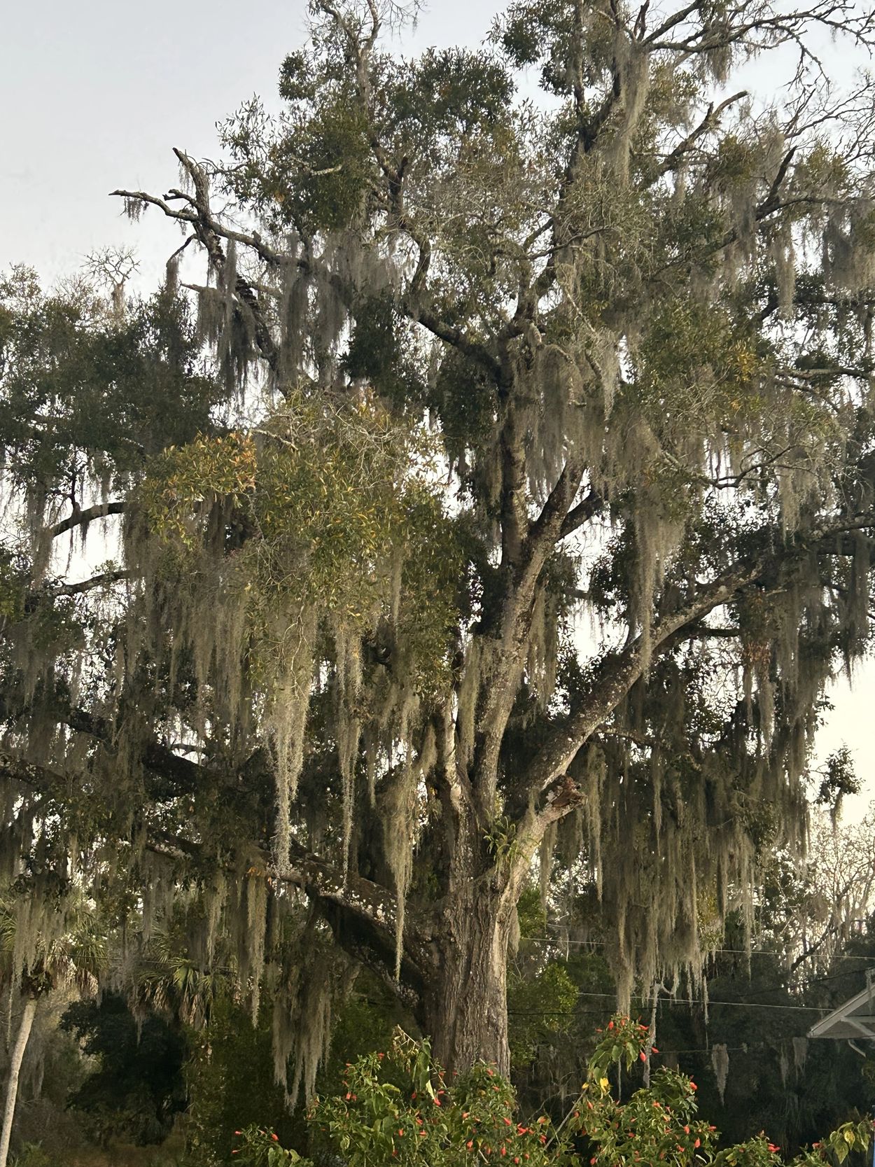 Spanish Moss on an Ancient Tree ~ Bunnell, Florida