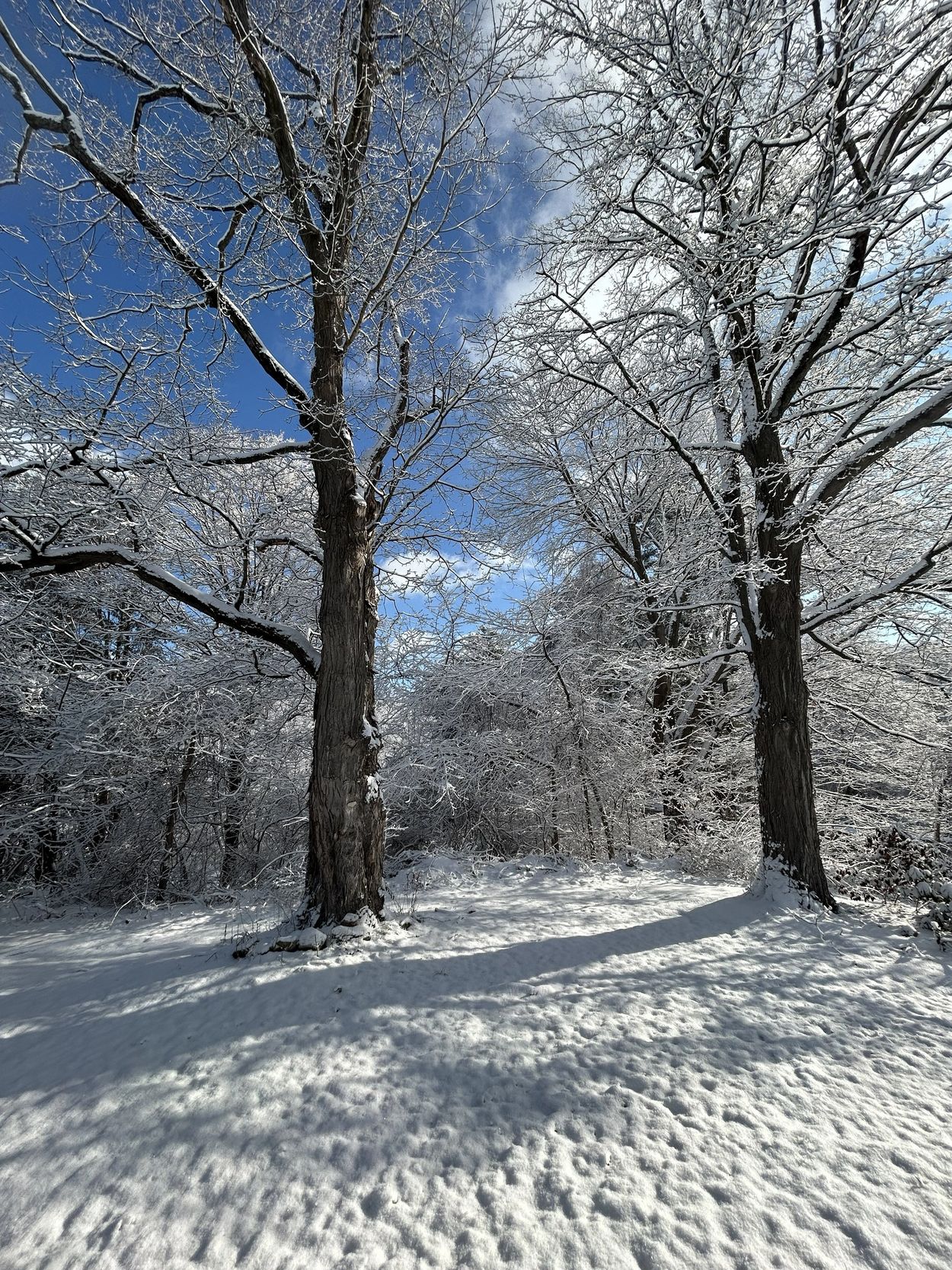 snow trees