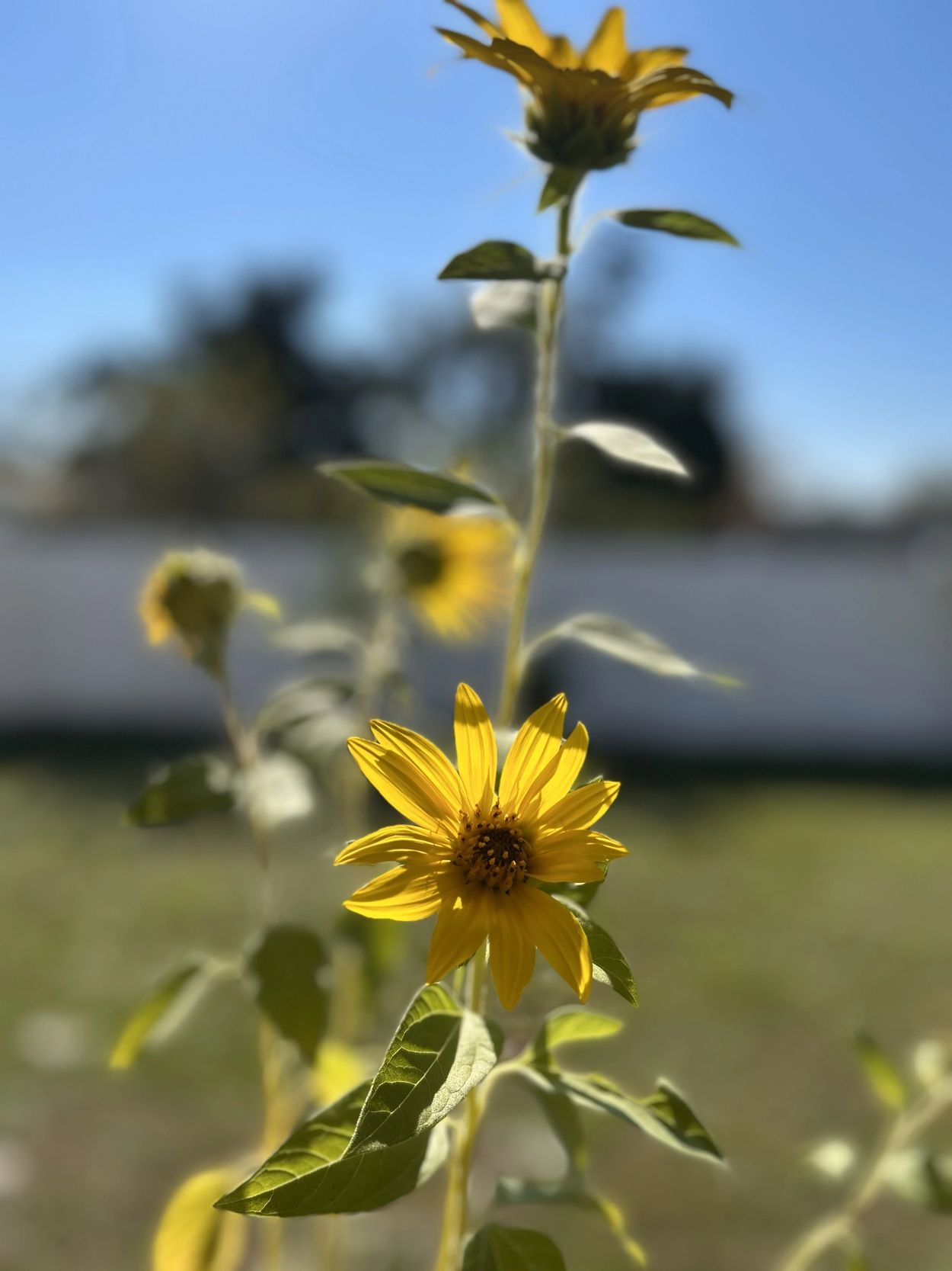 Florida Sunflower