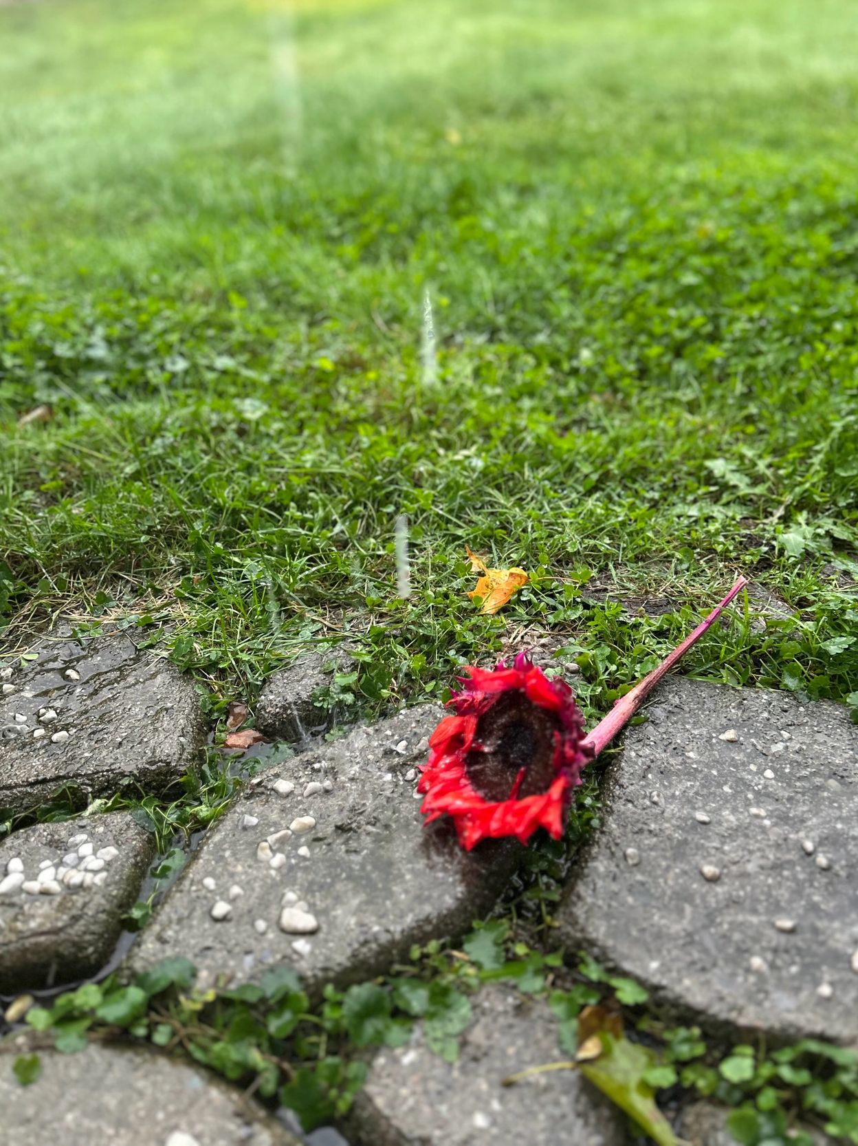 Sunflower in the Rain