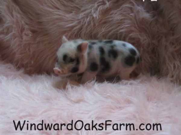 VSI Northwest Invincibles Mini Pig - Pink 373373