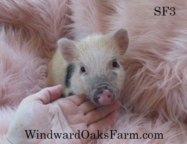 VSI Northwest Invincibles Mini Pig - Pink 373373